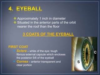  Approximately 1 inch in diameter
    Situated in the anterior parts of the orbit
     nearer the roof than the floor

          3 COATS OF THE EYEBALL


FIRST COAT
    Sclera – white of the eye; tough
     fibrous external capsule which encloses
     the posterior 5/6 of the eyeball
    Cornea – anterior transparent and
     clear portion
 