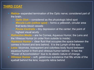 THIRD COAT

   Retina– expanded termination of the Optic nerve; considered part of
    the brain.
       Optic Disk – considered as the physiologic blind spot
       Macula Lute (yellow spot) – forms a yellowish, circular area
        that lacks blood vessels
       Fovea Centralis – tiny depression at the center; the point of
        highest visual acuity
   Refractive Media – are he Cornea, Aqueous Humor, the Lens and
    the Vitreous Humor (in order from outside to inside)
   Aqueous Humor - clear fluid that occupies the space between the
    cornea in fromnt and lens behind. It is the Lymph of the eye.
   Lens- biconvex, transparent and colorless body found between
    aqueous humor in front and vitreous humor behind. It has the
    “Power of Accomodation” due to its elastic nature of change.
   Vitreous Humor – soft, gelatinous substance that fills whole of the
    eyeball behind the lens; supports retina behind
 