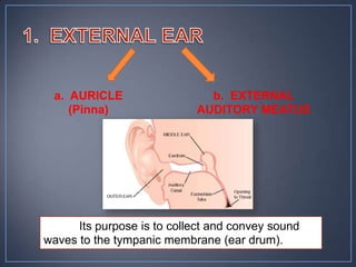 a. AURICLE                   b. EXTERNAL
    (Pinna)                 AUDITORY MEATUS




      Its purpose is to collect and convey sound
waves to the tympanic membrane (ear drum).
 