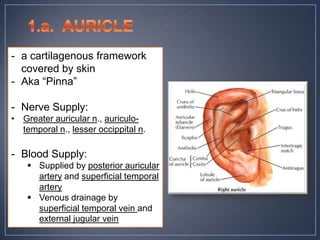 - a cartilagenous framework
  covered by skin
- Aka “Pinna”

- Nerve Supply:
• Greater auricular n., auriculo-
  temporal n., lesser occippital n.

- Blood Supply:
     Supplied by posterior auricular
      artery and superficial temporal
      artery
     Venous drainage by
      superficial temporal vein and
      external jugular vein
 