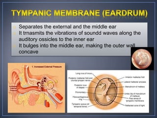 o Separates the external and the middle ear
o It trnasmits the vibrations of soundd waves along the
  auditory ossicles to the inner ear
o It bulges into the middle ear, making the outer wall
  concave
 