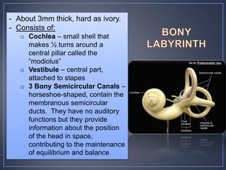 - About 3mm thick, hard as ivory.
- Consists of:
   o Cochlea – small shell that
     makes ½ turns around a
     central pillar called the
     “modiolus”
   o Vestibule – central part,
     attached to stapes
   o 3 Bony Semicircular Canals –
     horseshoe-shaped, contain the
     membranous semicircular
     ducts. They have no auditory
     functions but they provide
     information about the position
     of the head in space,
     contributing to the maintenance
     of equilibrium and balance
 
