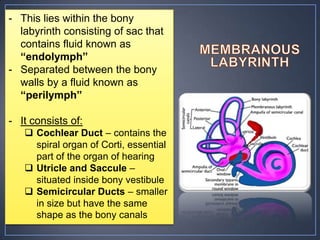 - This lies within the bony
  labyrinth consisting of sac that
  contains fluid known as
  “endolymph”
- Separated between the bony
  walls by a fluid known as
  “perilymph”

- It consists of:
    Cochlear Duct – contains the
     spiral organ of Corti, essential
     part of the organ of hearing
    Utricle and Saccule –
     situated inside bony vestibule
    Semicircular Ducts – smaller
     in size but have the same
     shape as the bony canals
 