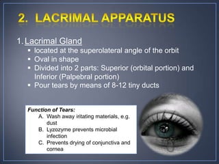 1. Lacrimal Gland
   located at the superolateral angle of the orbit
   Oval in shape
   Divided into 2 parts: Superior (orbital portion) and
    Inferior (Palpebral portion)
   Pour tears by means of 8-12 tiny ducts


  Function of Tears:
     A. Wash away iritating materials, e.g.
         dust
     B. Lyzozyme prevents microbial
         infection
     C. Prevents drying of conjunctiva and
         cornea
 