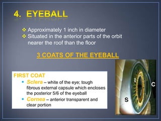  Approximately 1 inch in diameter
    Situated in the anterior parts of the orbit
     nearer the roof than the floor

          3 COATS OF THE EYEBALL


FIRST COAT
    Sclera – white of the eye; tough
     fibrous external capsule which encloses
     the posterior 5/6 of the eyeball
    Cornea – anterior transparent and
     clear portion
 