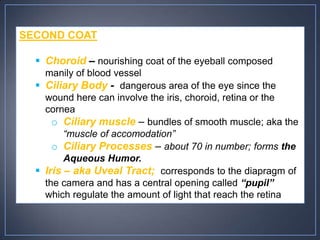 SECOND COAT

   Choroid – nourishing coat of the eyeball composed
    manily of blood vessel
   Ciliary Body - dangerous area of the eye since the
    wound here can involve the iris, choroid, retina or the
    cornea
      o Ciliary muscle – bundles of smooth muscle; aka the
         “muscle of accomodation”
      o Ciliary Processes – about 70 in number; forms the
         Aqueous Humor.
   Iris – aka Uveal Tract; corresponds to the diapragm of
    the camera and has a central opening called “pupil”
    which regulate the amount of light that reach the retina
 