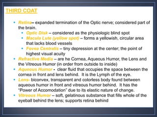 THIRD COAT

   Retina– expanded termination of the Optic nerve; considered part of
    the brain.
       Optic Disk – considered as the physiologic blind spot
       Macula Lute (yellow spot) – forms a yellowish, circular area
        that lacks blood vessels
       Fovea Centralis – tiny depression at the center; the point of
        highest visual acuity
   Refractive Media – are he Cornea, Aqueous Humor, the Lens and
    the Vitreous Humor (in order from outside to inside)
   Aqueous Humor - clear fluid that occupies the space between the
    cornea in front and lens behind. It is the Lymph of the eye.
   Lens- biconvex, transparent and colorless body found between
    aqueous humor in front and vitreous humor behind. It has the
    “Power of Accomodation” due to its elastic nature of change.
   Vitreous Humor – soft, gelatinous substance that fills whole of the
    eyeball behind the lens; supports retina behind
 