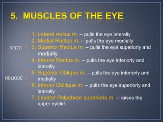 1. Lateral rectus m. – pulls the eye laterally
          2. Medial Rectus m. – pulls the eye medially
 RECTI    3. Superior Rectus m. – pulls the eye superiorly and
             medially
          4. Inferior Rectus m. – pulls the eye inferiorly and
            laterally
          5. Superior Oblique m. – pulls the eye inferiorly and
OBLIQUE     medially
          6. Inferior Oblilque m. – pulls the eye superiorly and
            laterally
          7. Levator Palpebrae superioris m. – raises the
            upper eyelid
 
