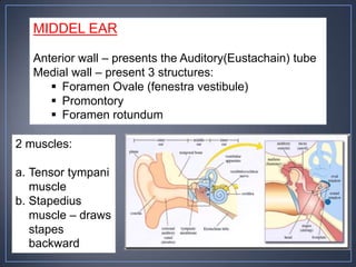 MIDDEL EAR

   Anterior wall – presents the Auditory(Eustachain) tube
   Medial wall – present 3 structures:
       Foramen Ovale (fenestra vestibule)
       Promontory
       Foramen rotundum

2 muscles:

a. Tensor tympani
   muscle
b. Stapedius
   muscle – draws
   stapes
   backward
 
