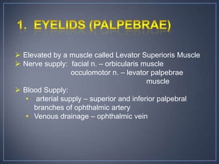  Elevated by a muscle called Levator Superioris Muscle
 Nerve supply: facial n. – orbicularis muscle
                 occulomotor n. – levator palpebrae
                                         muscle
 Blood Supply:
   • arterial supply – superior and inferior palpebral
     branches of ophthalmic artery
   • Venous drainage – ophthalmic vein
 
