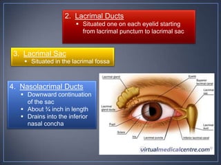 2. Lacrimal Ducts
                        Situated one on each eyelid starting
                         from lacrimal punctum to lacrimal sac


 3. Lacrimal Sac
     Situated in the lacrimal fossa



4. Nasolacrimal Ducts
    Downward continuation
     of the sac
    About ¾ inch in length
    Drains into the inferior
     nasal concha
 