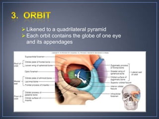  Likened to a quadrilateral pyramid
 Each orbit contains the globe of one eye
  and its appendages
 
