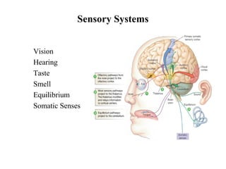 Sensory Systems
• Vision
• Hearing
• Taste
• Smell
• Equilibrium
• Somatic Senses
 
