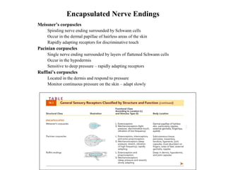Encapsulated Nerve Endings
• Meissner’s corpuscles
• Spiraling nerve ending surrounded by Schwann cells
• Occur in the dermal papillae of hairless areas of the skin
• Rapidly adapting receptors for discriminative touch
• Pacinian corpuscles
• Single nerve ending surrounded by layers of flattened Schwann cells
• Occur in the hypodermis
• Sensitive to deep pressure – rapidly adapting receptors
• Ruffini’s corpuscles
• Located in the dermis and respond to pressure
• Monitor continuous pressure on the skin – adapt slowly
 