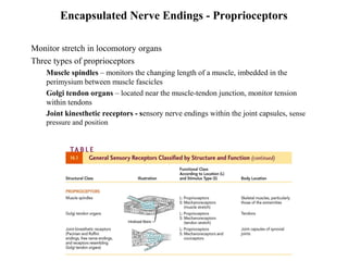 Encapsulated Nerve Endings - Proprioceptors
• Monitor stretch in locomotory organs
• Three types of proprioceptors
• Muscle spindles – monitors the changing length of a muscle, imbedded in the
perimysium between muscle fascicles
• Golgi tendon organs – located near the muscle-tendon junction, monitor tension
within tendons
• Joint kinesthetic receptors - sensory nerve endings within the joint capsules, sense
pressure and position
 