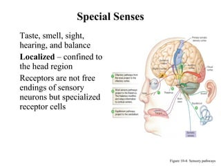Special Senses
Figure 10-4: Sensory pathways
• Taste, smell, sight,
hearing, and balance
• Localized – confined to
the head region
• Receptors are not free
endings of sensory
neurons but specialized
receptor cells
 
