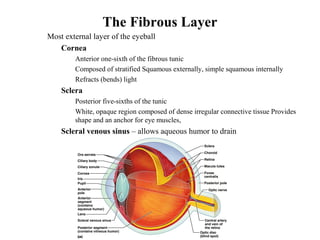 The Fibrous Layer
• Most external layer of the eyeball
• Cornea
• Anterior one-sixth of the fibrous tunic
• Composed of stratified Squamous externally, simple squamous internally
• Refracts (bends) light
• Sclera
• Posterior five-sixths of the tunic
• White, opaque region composed of dense irregular connective tissue Provides
shape and an anchor for eye muscles,
• Scleral venous sinus – allows aqueous humor to drain
 