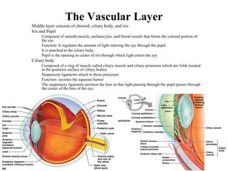 The Vascular Layer
• Middle layer consists of choroid, ciliary body, and iris
• Iris and Pupil
• Composed of smooth muscle, melanocytes, and blood vessels that forms the colored portion of
the eye.
• Function: It regulates the amount of light entering the eye through the pupil.
• It is attached to the ciliary body.
• Pupil is the opening in center of iris through which light enters the eye
• Ciliary body
• Composed of a ring of muscle called ciliary muscle and ciliary processes which are folds located
at the posterior surface of ciliary bodies
• Suspensory ligaments attach to these processes
• Function: secretes the aqueous humor
• The suspensory ligaments position the lens so that light passing through the pupil passes through
the center of the lens of the eye.
 