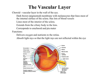 The Vascular Layer
• Choroid - vascular layer in the wall of the eye.
• Dark brown (pigmented) membrane with melanocytes that lines most of
the internal surface of the sclera. Has lots of blood vessels
• Lines most of the interior of the sclera.
• Extends from the ciliary body to the lens.
• Corresponds to arachnoid and pia mater
• Functions:
• Delivers oxygen and nutrients to the retina.
• Absorb light rays so that the light rays are not reflected within the eye
 