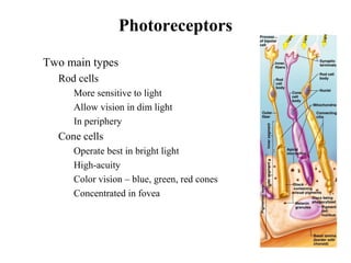 Photoreceptors
• Two main types
• Rod cells
• More sensitive to light
• Allow vision in dim light
• In periphery
• Cone cells
• Operate best in bright light
• High-acuity
• Color vision – blue, green, red cones
• Concentrated in fovea
 