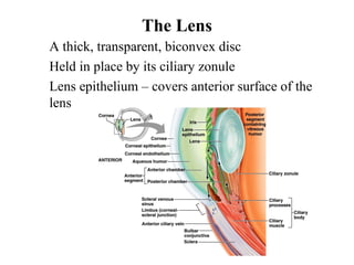 The Lens
• A thick, transparent, biconvex disc
• Held in place by its ciliary zonule
• Lens epithelium – covers anterior surface of the
lens
 