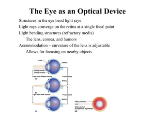 The Eye as an Optical Device
• Structures in the eye bend light rays
• Light rays converge on the retina at a single focal point
• Light bending structures (refractory media)
• The lens, cornea, and humors
• Accommodation – curvature of the lens is adjustable
• Allows for focusing on nearby objects
 