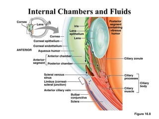 Internal Chambers and Fluids
Figure 16.8
 