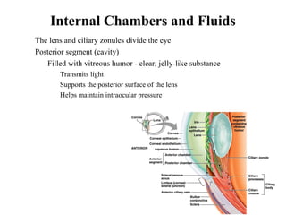 Internal Chambers and Fluids
• The lens and ciliary zonules divide the eye
• Posterior segment (cavity)
• Filled with vitreous humor - clear, jelly-like substance
• Transmits light
• Supports the posterior surface of the lens
• Helps maintain intraocular pressure
 