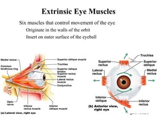 Extrinsic Eye Muscles
Figure 16.6a, b
• Six muscles that control movement of the eye
• Originate in the walls of the orbit
• Insert on outer surface of the eyeball
 
