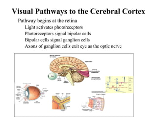 Visual Pathways to the Cerebral Cortex
• Pathway begins at the retina
• Light activates photoreceptors
• Photoreceptors signal bipolar cells
• Bipolar cells signal ganglion cells
• Axons of ganglion cells exit eye as the optic nerve
 