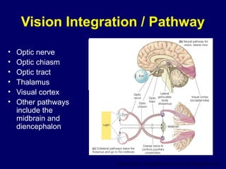 • Optic nerve
• Optic chiasm
• Optic tract
• Thalamus
• Visual cortex
• Other pathways
include the
midbrain and
diencephalon
Vision Integration / Pathway
Figure 10-29b, c: Neural pathways for vision and the papillary reflex
 