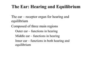 The Ear: Hearing and Equilibrium
• The ear – receptor organ for hearing and
equilibrium
• Composed of three main regions
• Outer ear – functions in hearing
• Middle ear – functions in hearing
• Inner ear – functions in both hearing and
equilibrium
 