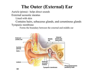 The Outer (External) Ear
• Auricle (pinna) - helps direct sounds
• External acoustic meatus
• Lined with skin
• Contains hairs, sebaceous glands, and ceruminous glands
• Tympanic membrane
• Forms the boundary between the external and middle ear
 