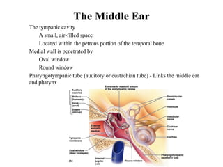 The Middle Ear
• The tympanic cavity
• A small, air-filled space
• Located within the petrous portion of the temporal bone
• Medial wall is penetrated by
• Oval window
• Round window
• Pharyngotympanic tube (auditory or eustachian tube) - Links the middle ear
and pharynx
 