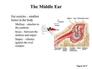Figure 16.17
The Middle Ear
• Ear ossicles – smallest
bones in the body
• Malleus – attaches to
the eardrum
• Incus – between the
malleus and stapes
• Stapes – vibrates
against the oval
window
 