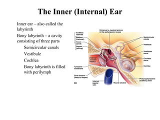 The Inner (Internal) Ear
• Inner ear – also called the
labyrinth
• Bony labyrinth – a cavity
consisting of three parts
• Semicircular canals
• Vestibule
• Cochlea
• Bony labyrinth is filled
with perilymph
 