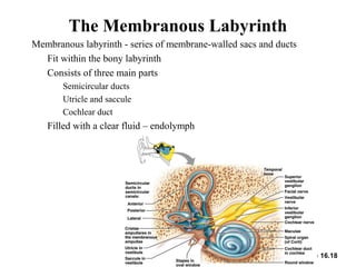 The Membranous Labyrinth
Figure 16.18
• Membranous labyrinth - series of membrane-walled sacs and ducts
• Fit within the bony labyrinth
• Consists of three main parts
• Semicircular ducts
• Utricle and saccule
• Cochlear duct
• Filled with a clear fluid – endolymph
 