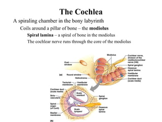 The Cochlea
• A spiraling chamber in the bony labyrinth
• Coils around a pillar of bone – the modiolus
• Spiral lamina – a spiral of bone in the modiolus
• The cochlear nerve runs through the core of the modiolus
 
