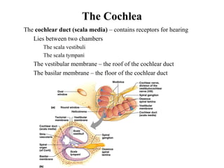 The Cochlea
• The cochlear duct (scala media) – contains receptors for hearing
• Lies between two chambers
• The scala vestibuli
• The scala tympani
• The vestibular membrane – the roof of the cochlear duct
• The basilar membrane – the floor of the cochlear duct
 