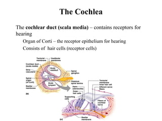 The Cochlea
• The cochlear duct (scala media) – contains receptors for
hearing
• Organ of Corti – the receptor epithelium for hearing
• Consists of hair cells (receptor cells)
 