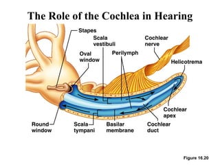 The Role of the Cochlea in Hearing
Figure 16.20
 
