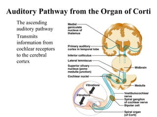 Auditory Pathway from the Organ of Corti
• The ascending
auditory pathway
• Transmits
information from
cochlear receptors
to the cerebral
cortex
Figure 16.23
 