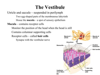 The Vestibule
• Utricle and saccule – suspended in perilymph
• Two egg-shaped parts of the membranous labyrinth
• House the macula – a spot of sensory epithelium
• Macula – contains receptor cells
• Monitor the position of the head when the head is still
• Contains columnar supporting cells
• Receptor cells – called hair cells
• Synapse with the vestibular nerve
 