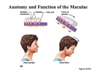 Anatomy and Function of the Maculae
Figure 16.21b
 