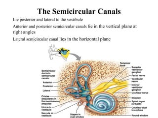 The Semicircular Canals
• Lie posterior and lateral to the vestibule
• Anterior and posterior semicircular canals lie in the vertical plane at
right angles
• Lateral semicircular canal lies in the horizontal plane
 