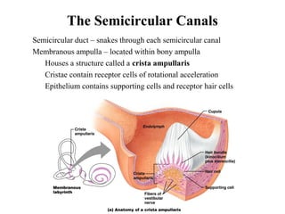 The Semicircular Canals
• Semicircular duct – snakes through each semicircular canal
• Membranous ampulla – located within bony ampulla
• Houses a structure called a crista ampullaris
• Cristae contain receptor cells of rotational acceleration
• Epithelium contains supporting cells and receptor hair cells
 