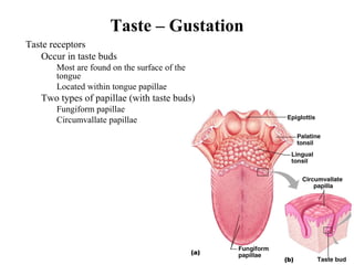Taste – Gustation
• Taste receptors
• Occur in taste buds
• Most are found on the surface of the
tongue
• Located within tongue papillae
• Two types of papillae (with taste buds)
• Fungiform papillae
• Circumvallate papillae
 