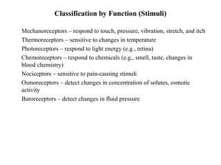 Classification by Function (Stimuli)
• Mechanoreceptors – respond to touch, pressure, vibration, stretch, and itch
• Thermoreceptors – sensitive to changes in temperature
• Photoreceptors – respond to light energy (e.g., retina)
• Chemoreceptors – respond to chemicals (e.g., smell, taste, changes in
blood chemistry)
• Nociceptors – sensitive to pain-causing stimuli
• Osmoreceptors – detect changes in concentration of solutes, osmotic
activity
• Baroreceptors – detect changes in fluid pressure
 