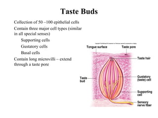 Taste Buds
• Collection of 50 –100 epithelial cells
• Contain three major cell types (similar
in all special senses)
• Supporting cells
• Gustatory cells
• Basal cells
• Contain long microvilli – extend
through a taste pore
 