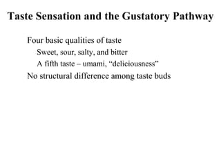 Taste Sensation and the Gustatory Pathway
• Four basic qualities of taste
• Sweet, sour, salty, and bitter
• A fifth taste – umami, “deliciousness”
• No structural difference among taste buds
 